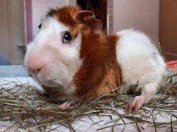 GORDO