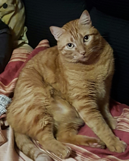 Chipi