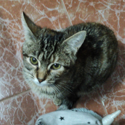 Bela