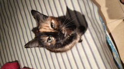 Luna