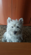 Mika