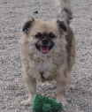 Sam