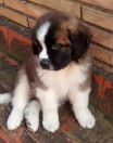 Sambi