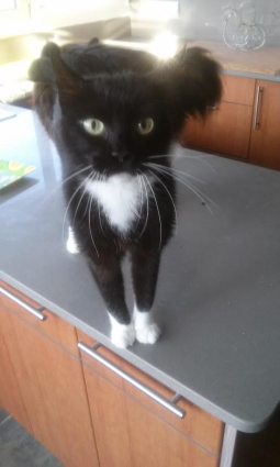 Blacky