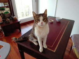 MERLIN