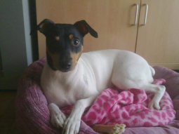 Mitens ( Pichi )