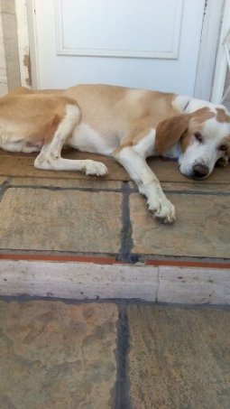 Scooby