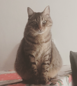 jimmy