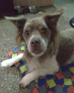 CHIQUI
