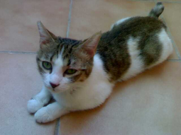 Missy