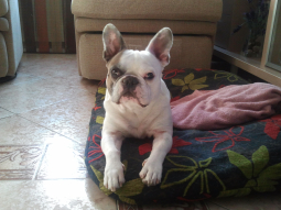Pipo