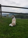 Cooper