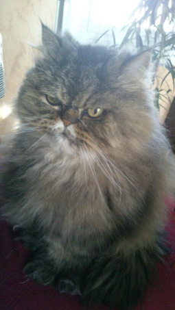 FLOY