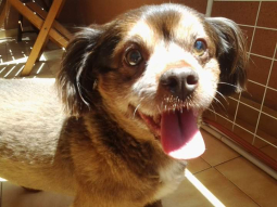 Marrón 