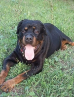 Yanko