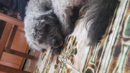 Trufi