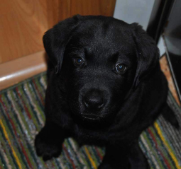 Charlie