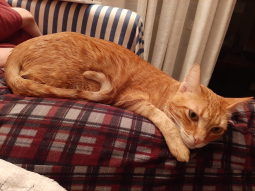 Simba