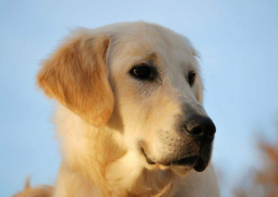 Nash
