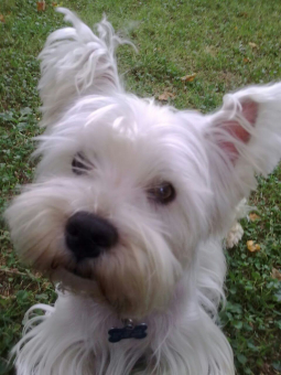 Gus