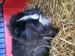 Cuicui