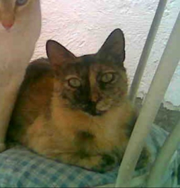 Nila