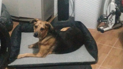 Dúnia