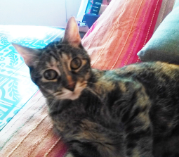 Lichi