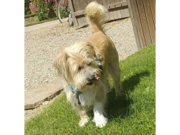 Tambor