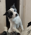 Jack