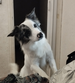 Jack