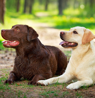 Quan tenir una altre animal de companyia